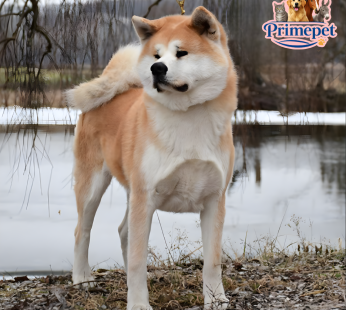 Akita Inu ( Male )