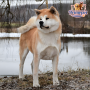Akita Inu ( Male )