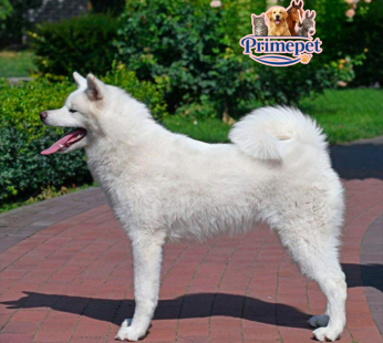 Akita Inu ( Female )