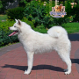 Akita Inu ( Female )