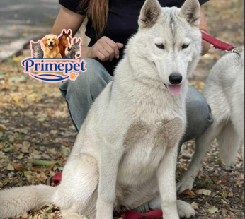 Siberian Husky ( Female )