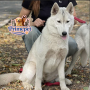 Siberian Husky ( Female )
