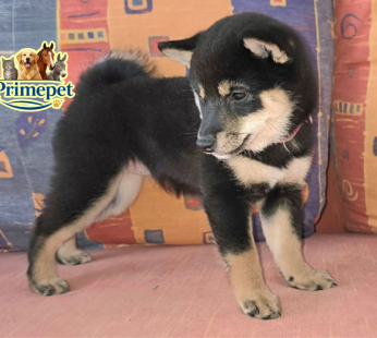 Shiba Inu ( Female )