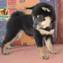 Shiba Inu ( Female )