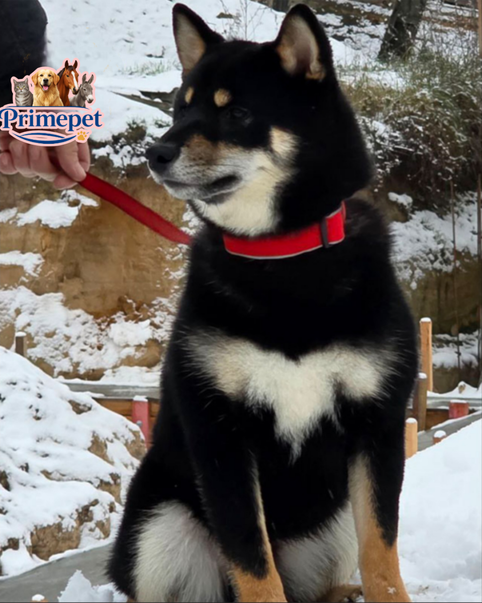 Shiba Inu ( Male ) - Image 2