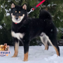 Shiba Inu ( Male )