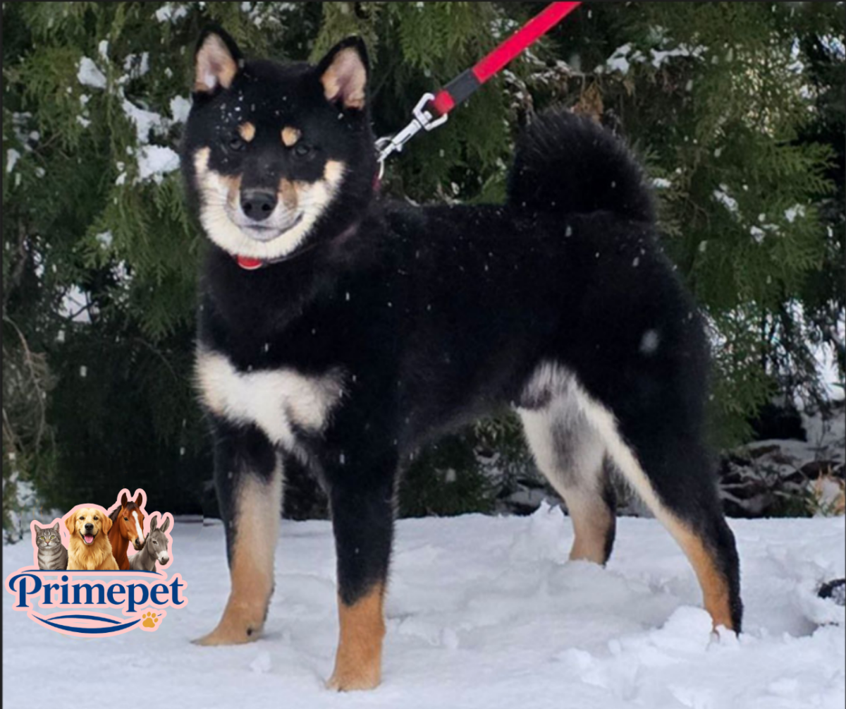 Shiba Inu ( Male )