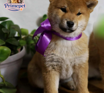 Shiba Inu ( Male )