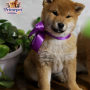Shiba Inu ( Male )