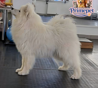 Samoyed Breed ( Male )