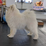 Samoyed Breed ( Male )