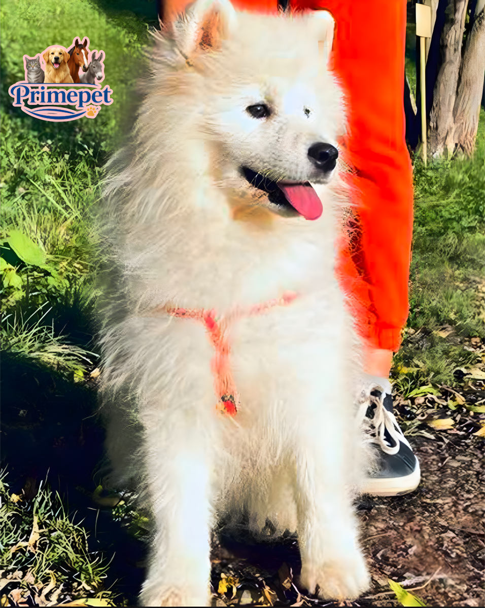 Samoyed Breed ( Female ) - Image 2