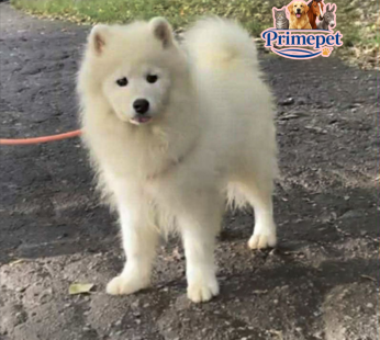 Samoyed Breed ( Female )