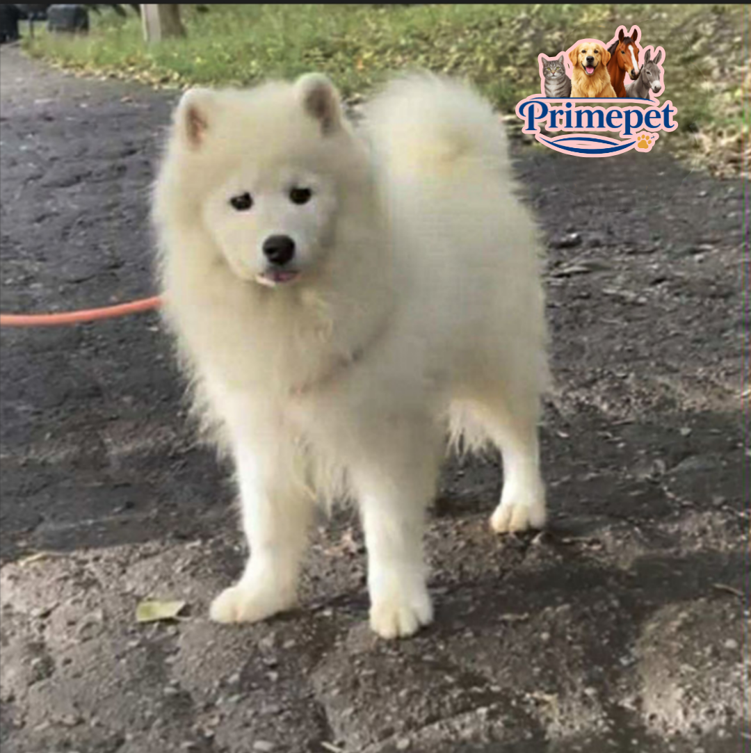 Samoyed Breed ( Female )