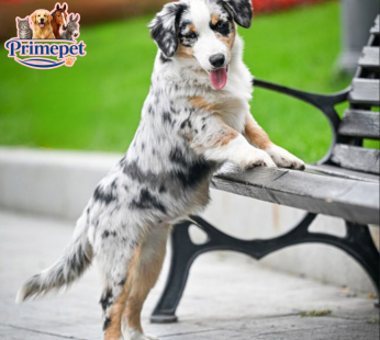 American Shepherd ( Male )