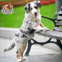 American Shepherd ( Male )