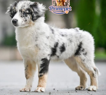 American Shepherd