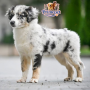 American Shepherd