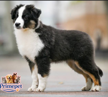 American Shepherd ( Female )