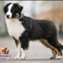 American Shepherd ( Female )