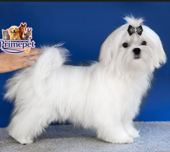 Maltese Breed ( Male )
