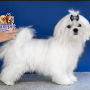 Maltese Breed ( Male )