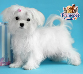Maltese Breed ( Female )