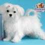 Maltese Breed ( Female )