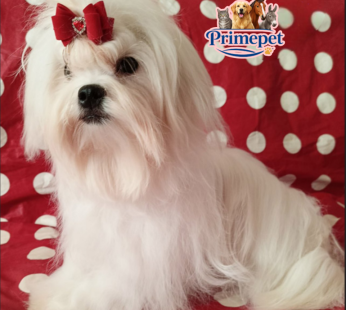 Maltese Breed ( Female )