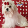 Maltese Breed ( Female )