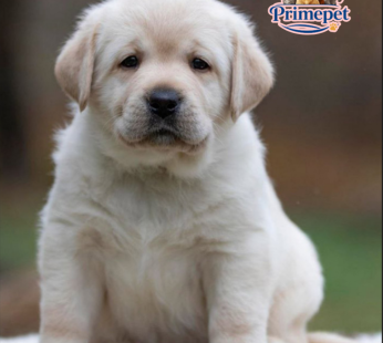 Labrador Retriever ( Male )
