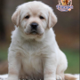 Labrador Retriever ( Male )
