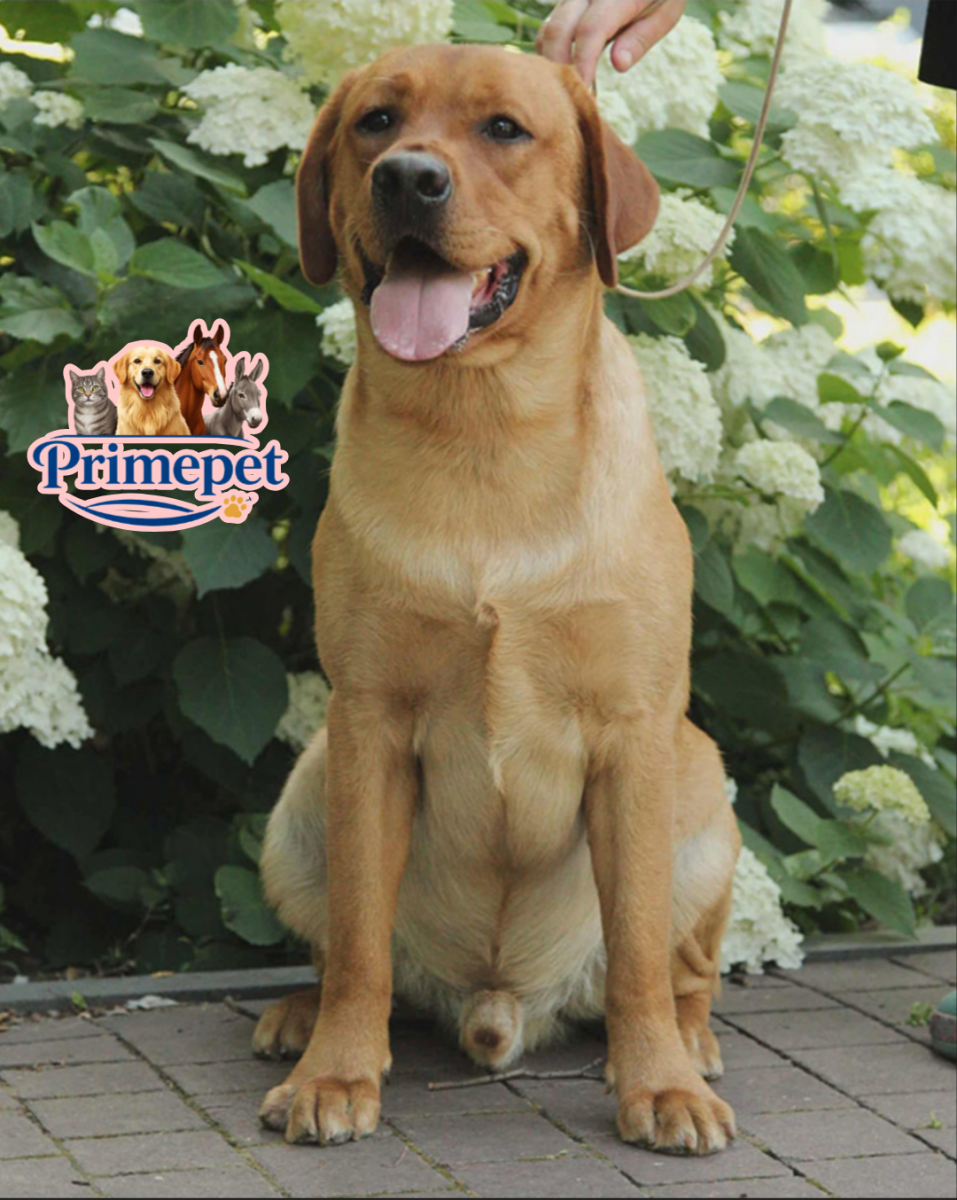 Labrador Retriever ( Male ) - Image 2
