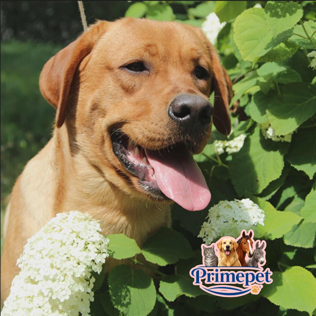 Labrador Retriever ( Male ) - Image 3