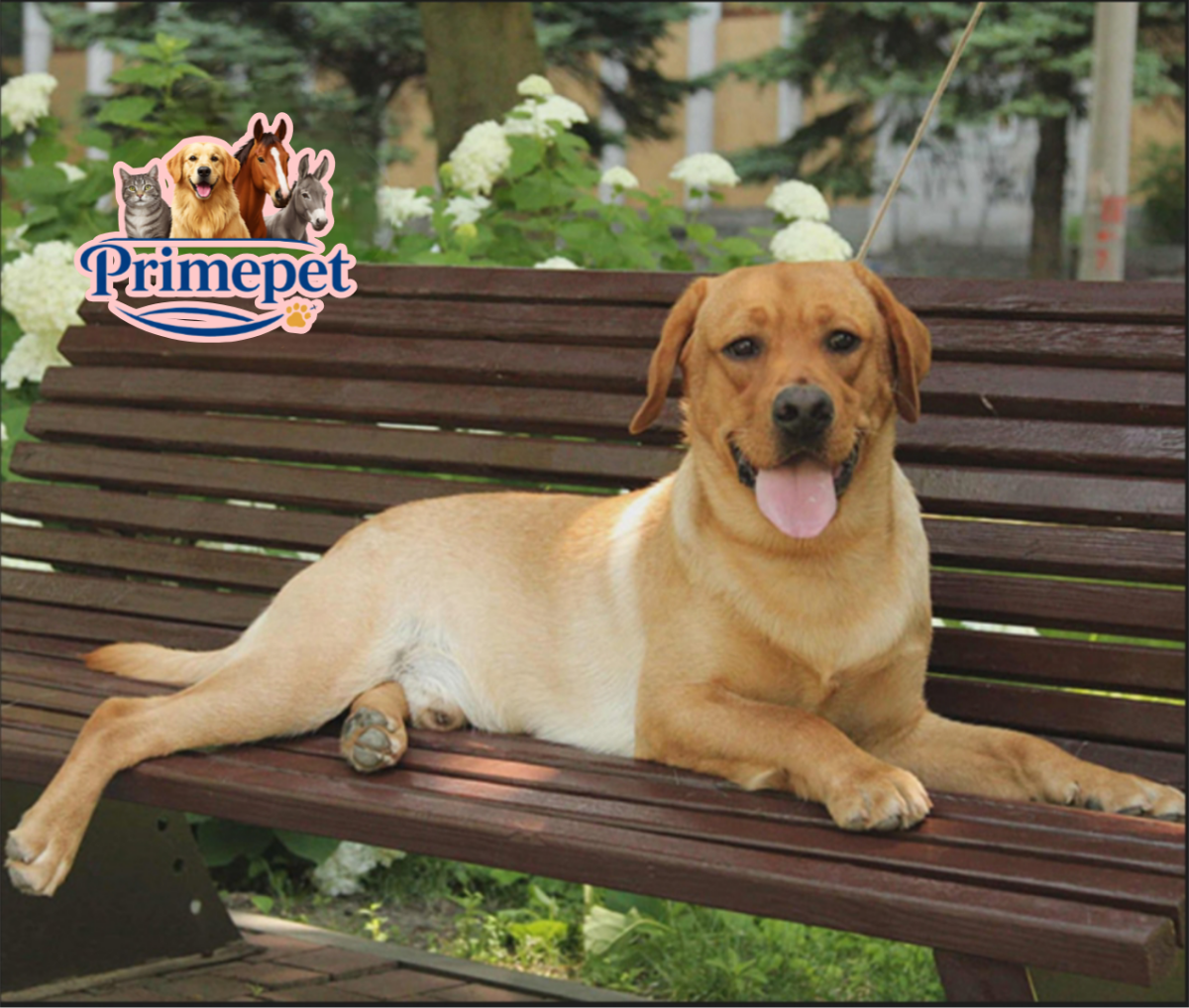 Labrador Retriever ( Male ) - Image 4