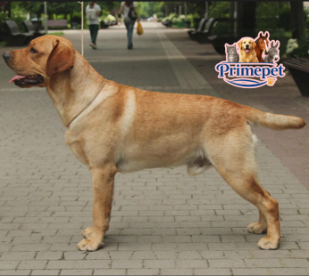 Labrador Retriever ( Male )