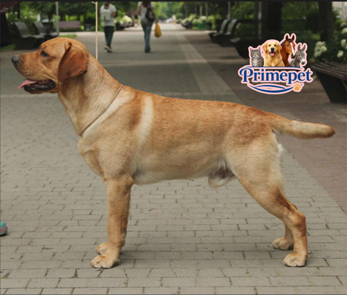 Labrador Retriever ( Male )