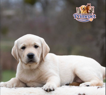 Labrador Retriever ( Female )