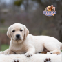 Labrador Retriever ( Female )