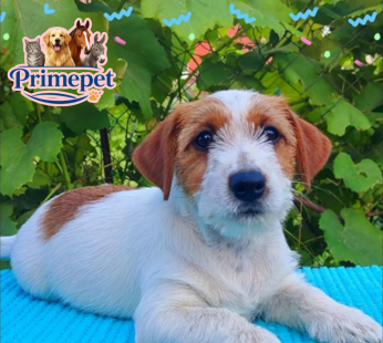 Jack Russel Terrier ( Male )