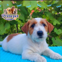 Jack Russel Terrier ( Male )