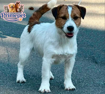 Jack Russel Terrier ( Male )