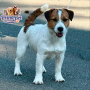 Jack Russel Terrier ( Male )