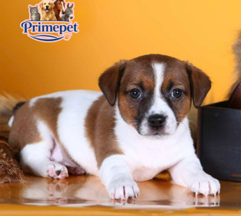Jack Russel Terrier ( Female )