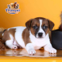 Jack Russel Terrier ( Female )