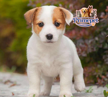 Jack Russel Terrier ( Female )