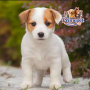 Jack Russel Terrier ( Female )