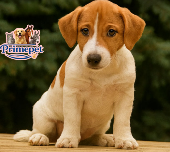 Jack Russel Terrier ( Female )