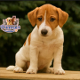 Jack Russel Terrier ( Female )