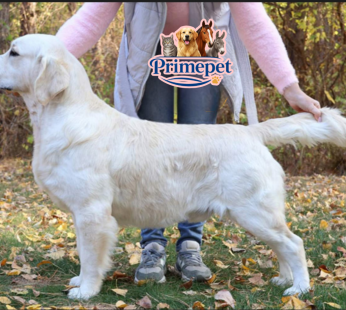 Golden Retriever ( Male )